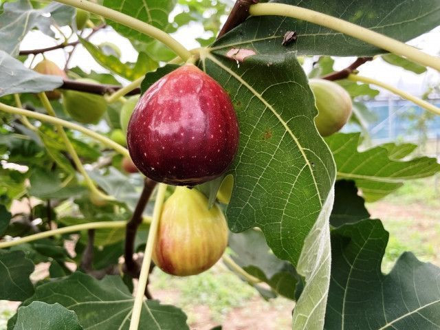 完熟イチジクの状態でお客さまへ届けるには、いつ収穫するのがベスト