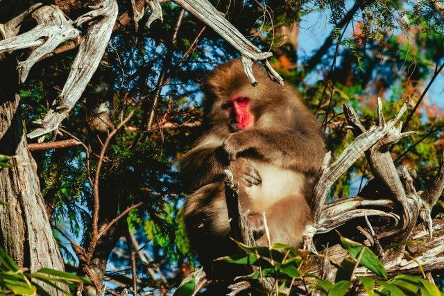 野菜を猿に食べられてしまう！費用が安く効果が高い対策はないですか？