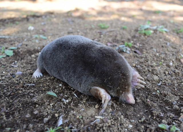 水田の土手にモグラが穴を開けて水が抜けてしまう！対策方法を教えて
