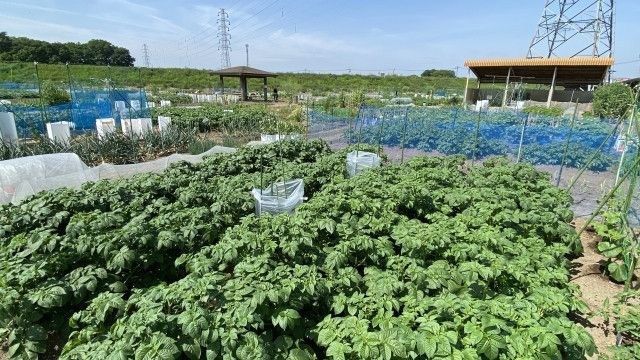 市民農園といえば野菜畑のイメージです。田んぼだと制約があるのでしょうか？