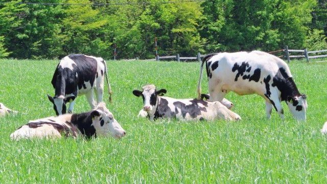 つなぎ 飼い 牛舎 特徴 セール