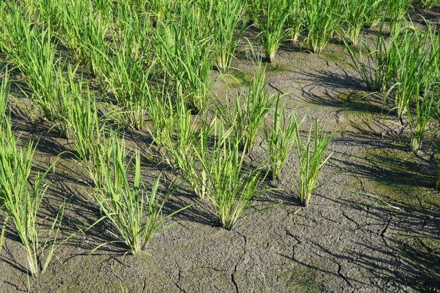 pthc 米づくりで長期の中干しは行うべきですか?生物への影響や効果に疑問を感じています