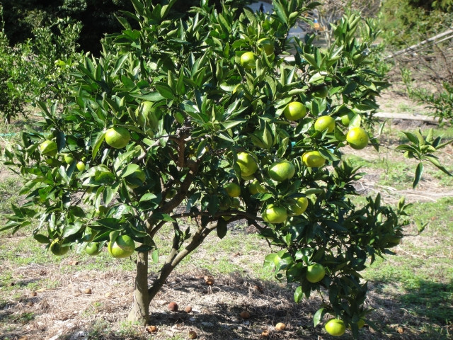 スイミングプール-モダン-ナロー-デコ-ネイチャー-アンビエンス-禅