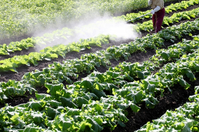 萎凋病にかかってしまった農作物。有効な農薬の種類は？
