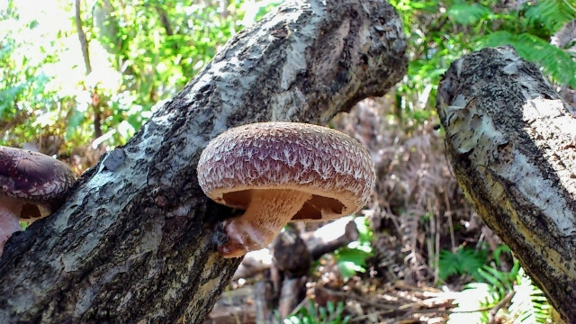 しいたけの原木栽培では刺激を与えると発生が活性化するって本当？
