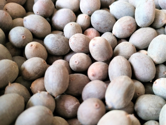 ハスは種から栽培できる？株分けするのと手間はどれくらい違う？