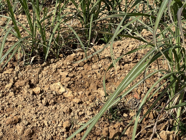 サトウキビの夏植え用の苗