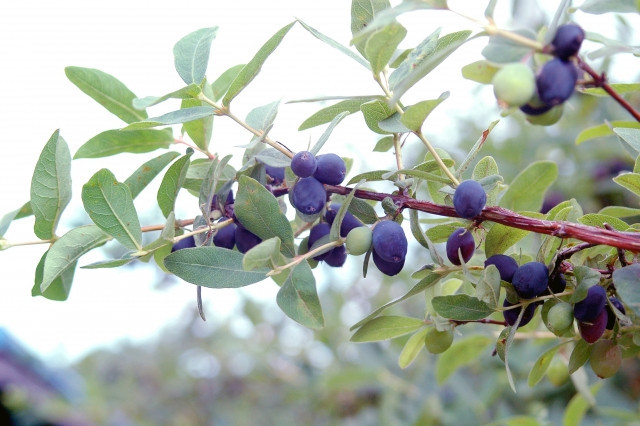 ハスカップの栽培適地はどこですか？