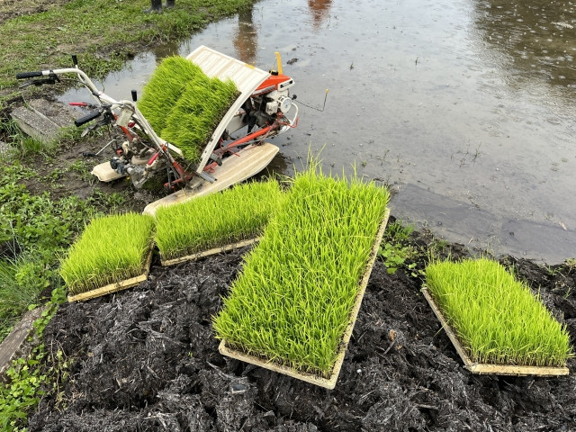 米の苗箱 稲の苗箱は洗わずに翌年使っても問題ないですか？