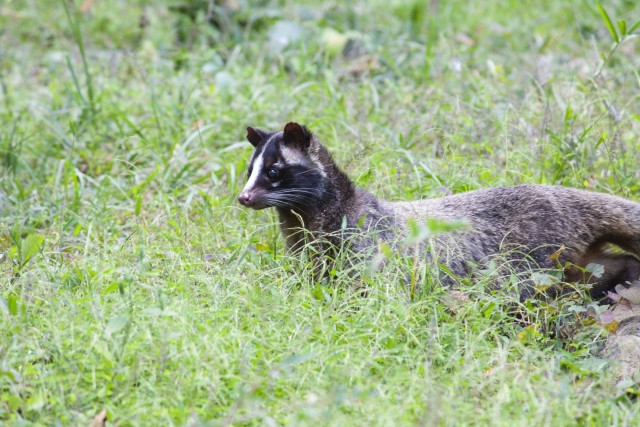 ハクビシンやアライグマ、たぬきを確実に捕獲できる箱罠の仕掛け方を教えて！