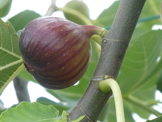 イチジクは収穫後に追熟が必要？収穫や出荷のタイミングは？