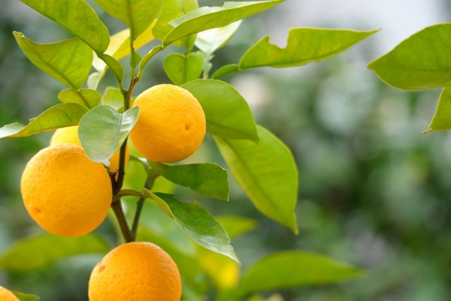 せとか 4年生 実つき！大苗 登録品種 【公式通販】