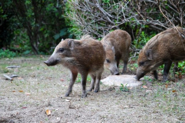 イノシシなどの獣害対策に動物が嫌いな植物を植えたい おすすめの品種を教えて