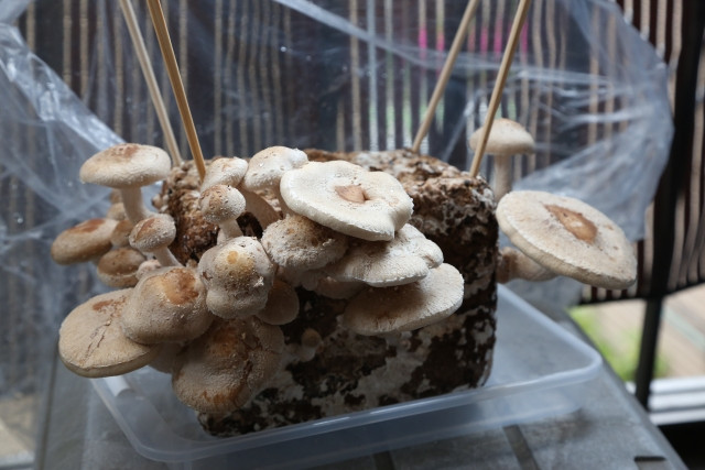 菌床しいたけの栽培方法を教えてほしい