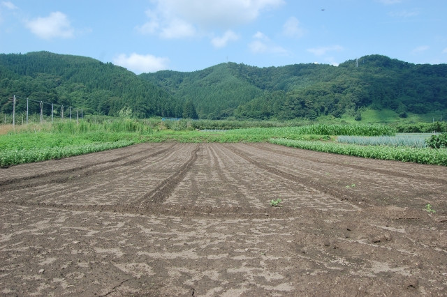 30aの畑で年間通じて野菜を作り回すための作付けのコツを教えてください