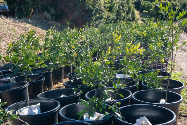 みかん栽培で苗木を増やすには「挿し木」より「接ぎ木」が主流？コツや