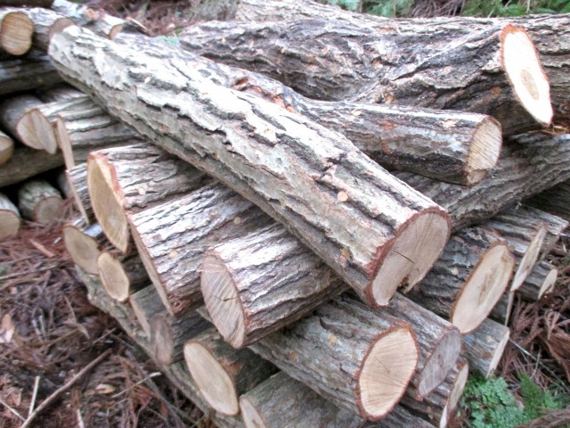 しいたけの原木栽培での本伏せとはどのような作業かを知りたい