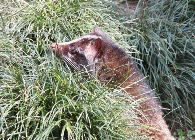 ハクビシンを捕獲する方法やうまく檻に入れる方法を教えてください