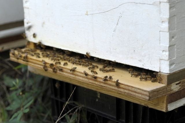 養蜂用のスギ材の巣箱でダニの発生を防ぐ方法が知りたいです