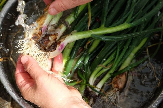 ショウガやごぼうなどの根菜を洗うための洗浄機は、どんなタイプのものを購入すべきですか？